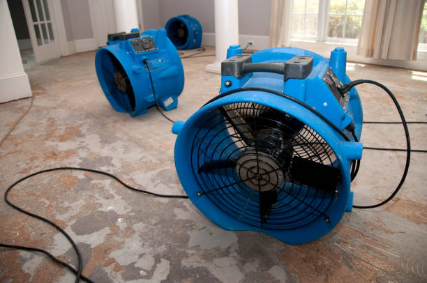 Best Professional water damage repair  in Dorr, MI